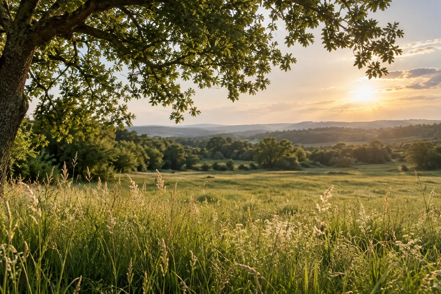 Imagem ilustrativa de um campo com capim sob uma copa de árvore ao entardecer